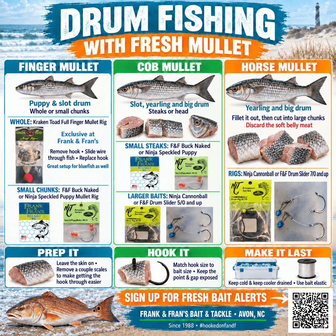 Fresh Mullet for Drum Fishing